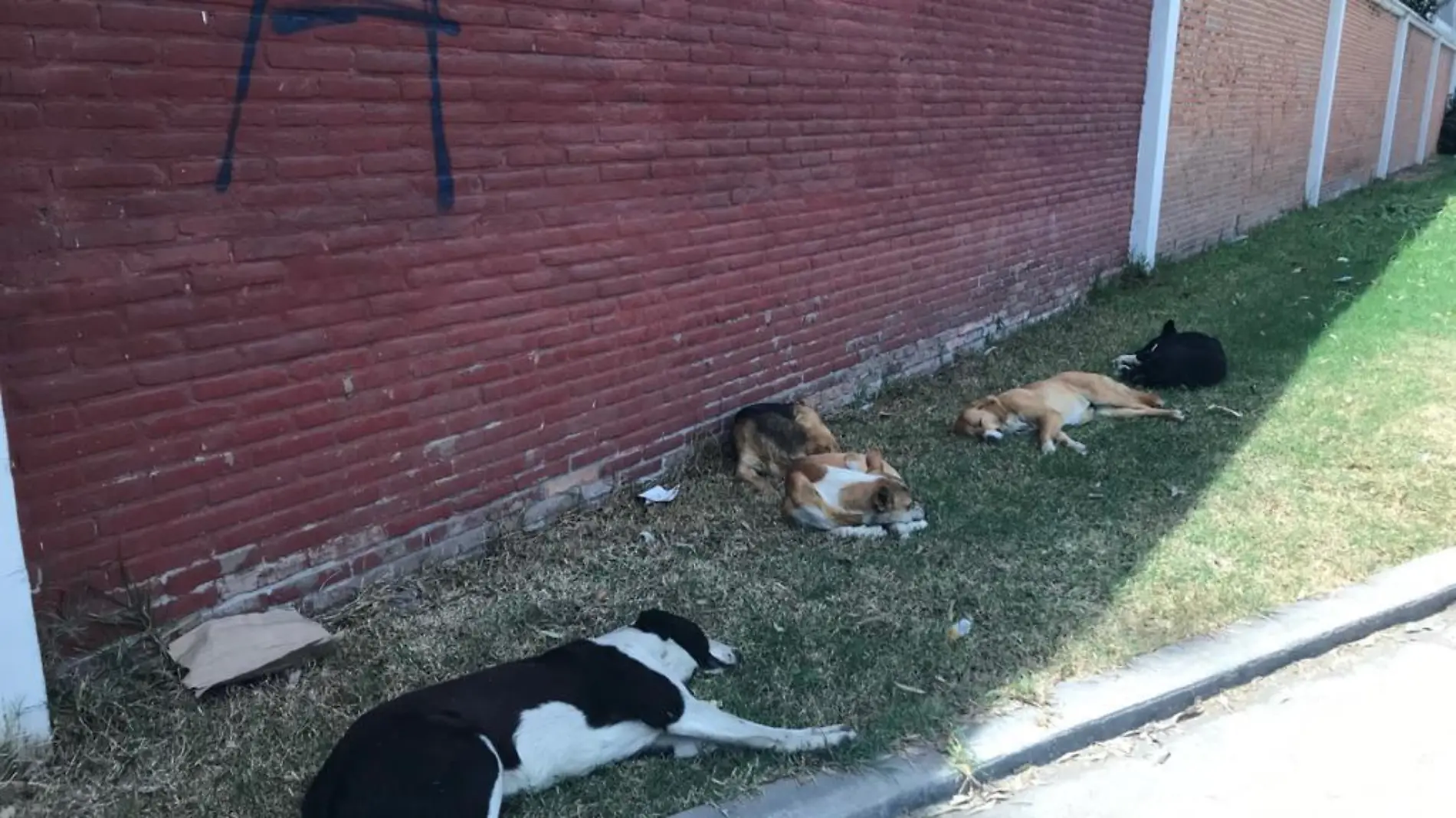 perros abandonados